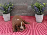 Reba #1 Male, a male Cavalier King Charles Spaniel for sale in Paris, KY – 4 of 4