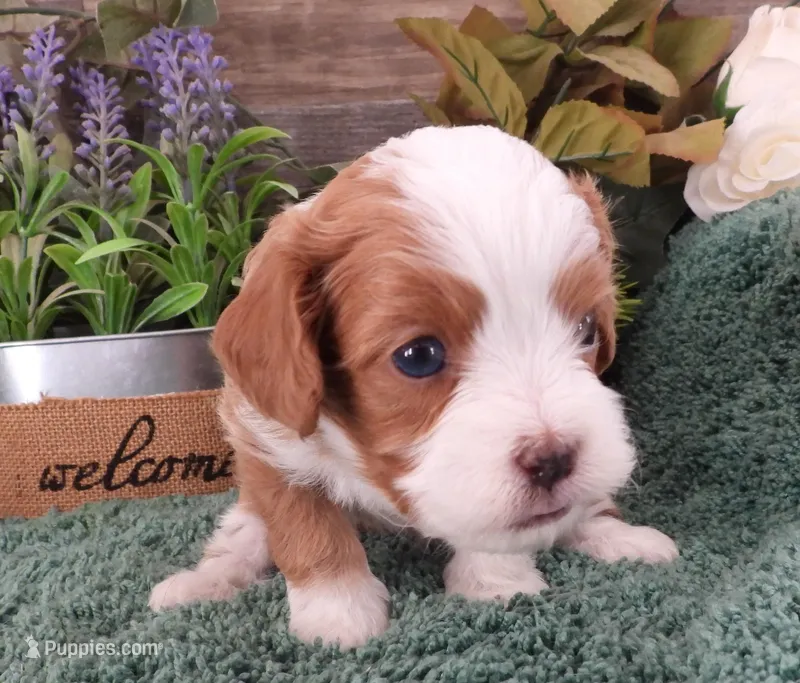 #4 Male (Zoey's) – Cavapoo puppy for sale in Paris, KY