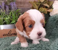 #4 Male (Zoey's), a male Cavapoo for sale in Paris, KY – Photo 1 of 2