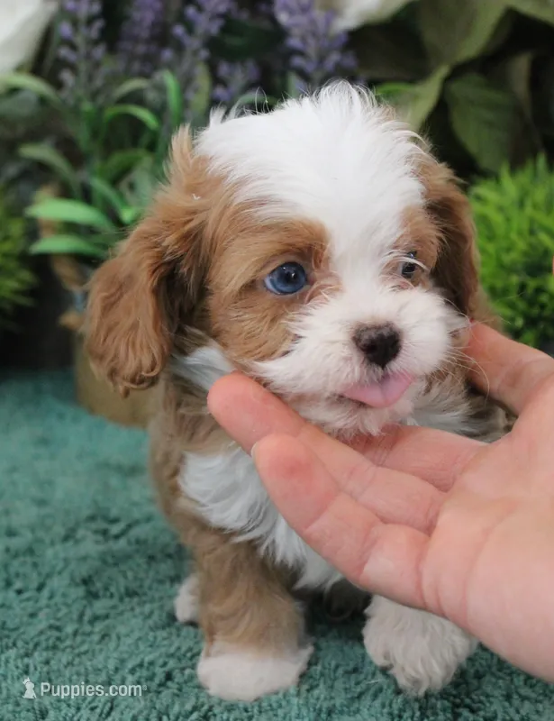#4 Male (Zoey's) – Cavapoo puppy for sale in Paris, KY