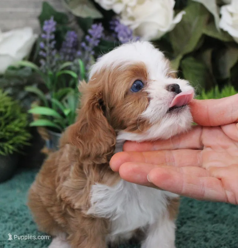 #4 Male (Zoey's) – Cavapoo puppy for sale in Paris, KY