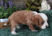 #4 Male (Zoey's), a male Cavapoo for sale in Paris, KY – Photo 2 of 2