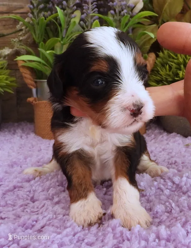 #2 Female (Autumn's) – Cavapoo puppy for sale in Paris, KY