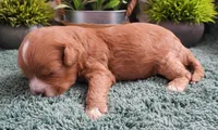 #2 Male (Tina's), a male Cavapoo for sale in Paris, KY – Photo 3 of 3