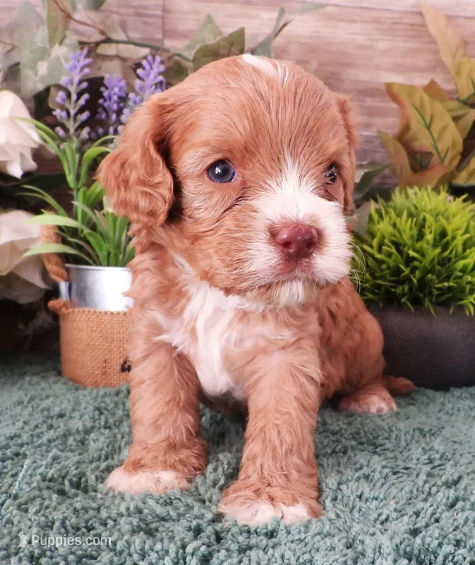 #2 Male (Tina's) – Cavapoo puppy for sale in Paris, KY