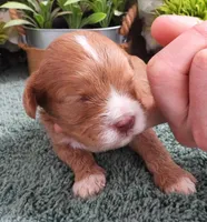 #2 Male (Tina's), a male Cavapoo for sale in Paris, KY – Photo 2 of 3