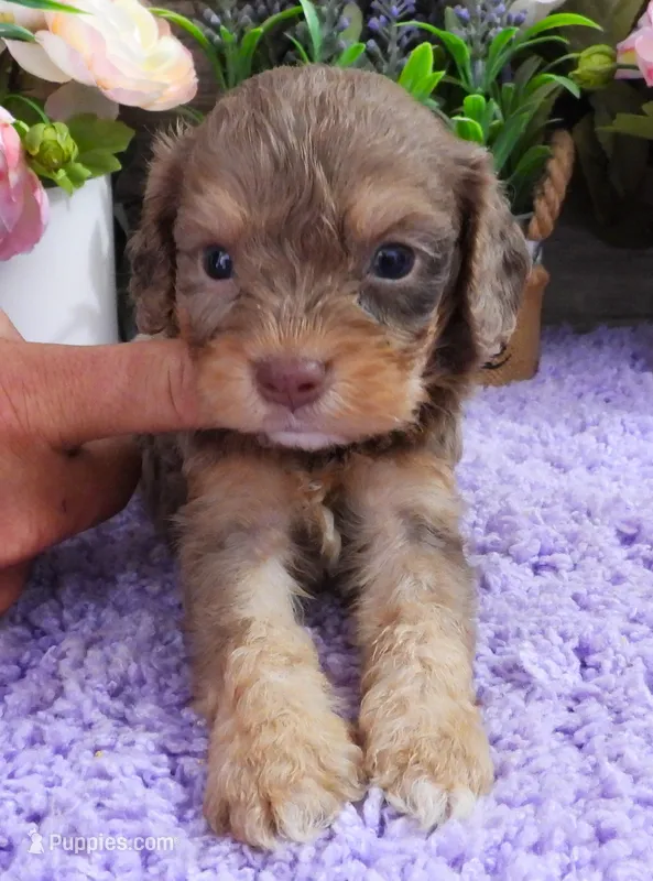 #5 Male (Dawn's) – Cavapoo puppy on hold in Paris, KY