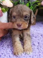 #5 Male (Dawn's), a male Cavapoo for sale in Paris, KY – 1 of 9