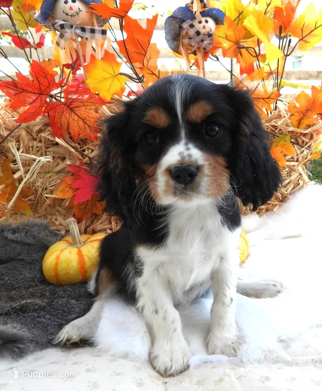 #1 Male (Lori's) – Cavalier King Charles Spaniel puppy for sale in Paris, KY