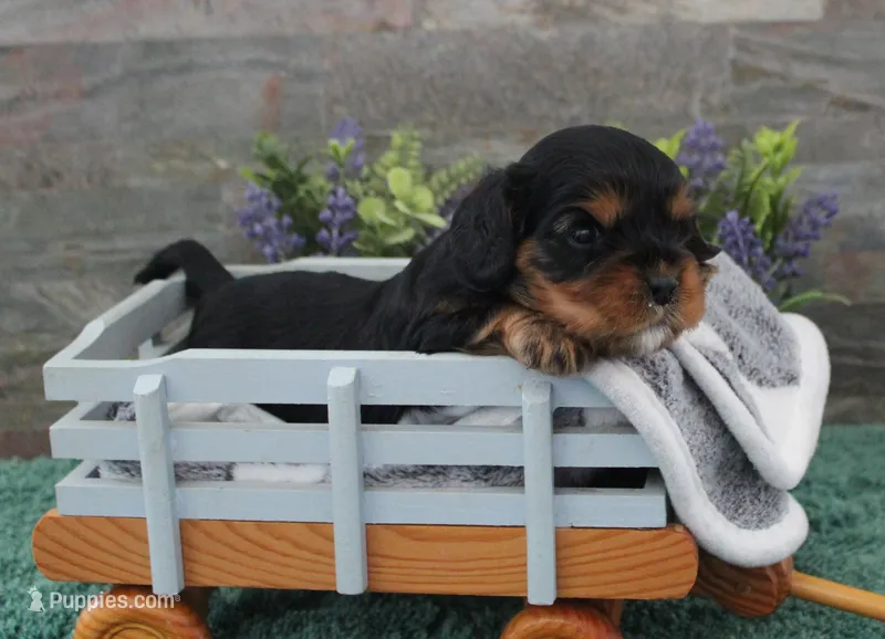 Beautys #2 Male – Cavalier King Charles Spaniel puppy for sale in Paris, KY