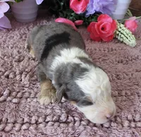 #10 Male (Splash's), a male Miniature Bernedoodle for sale in Paris, KY – 1 of 5