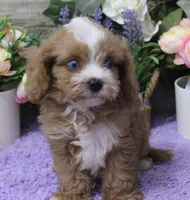 #5 Male (Autumn's), a male Cavapoo for sale in Paris, KY – 3 of 8