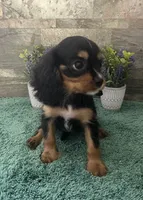 #1 Female Ruby, a female Cavalier King Charles Spaniel for sale in Paris, KY – 2 of 6
