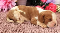#3 Male (Lulu's), a male Cavalier King Charles Spaniel for sale in Paris, KY – 3 of 3