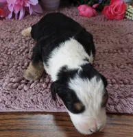 #7 Male (Splash's), a male Miniature Bernedoodle for sale in Paris, KY – 2 of 3