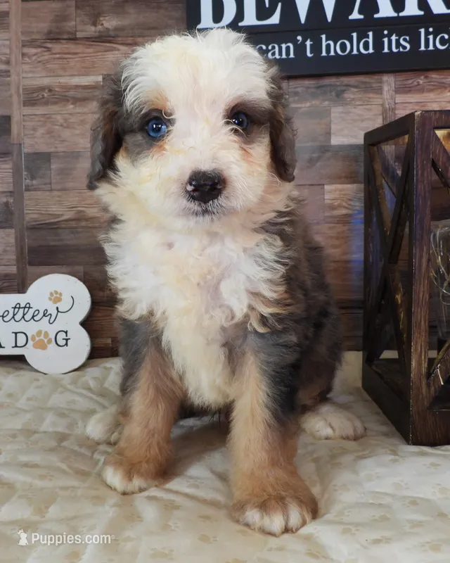 #10 Male (Splash's) – Miniature Bernedoodle puppy for sale in Paris, KY