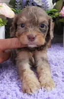 #5 Male (Dawn's), a male Cavapoo for sale in Paris, KY – 2 of 9