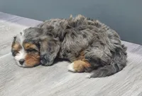 #4 Male (Autumn's), a male Cavapoo for sale in Paris, KY – 3 of 7