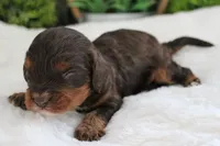 #1 Male (Roxy's), a male Cavapoo for sale in Paris, KY – 3 of 3