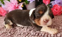 #4 Male (Lulu's), a male Cavalier King Charles Spaniel for sale in Paris, KY – 2 of 4