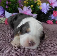#6 Male (Splash's), a male Miniature Bernedoodle for sale in Paris, KY – 2 of 4