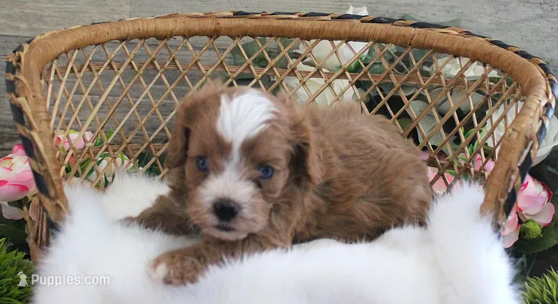 #5 Male (Autumn's) – Cavapoo puppy for sale in Paris, KY