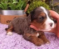 #4 Male (Autumn's), a male Cavapoo for sale in Paris, KY – 6 of 7