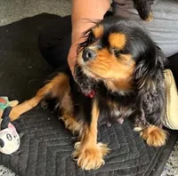 Percy, a female Cavalier King Charles Spaniel for sale in Paris, KY – 5 of 7