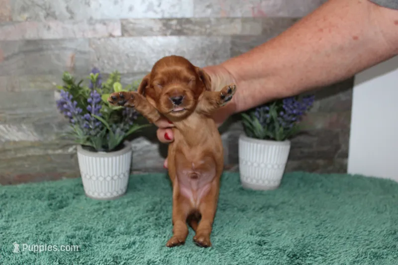 Beautys #1 Male – Cavalier King Charles Spaniel puppy for sale in Paris, KY