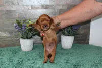 Beautys #1 Male, a male Cavalier King Charles Spaniel for sale in Paris, KY – 1 of 3