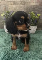 #1 Female Ruby, a female Cavalier King Charles Spaniel for sale in Paris, KY – 4 of 6