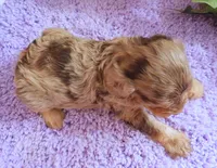 #4 Male (Dawn's), a male Cavapoo for sale in Paris, KY – 7 of 7