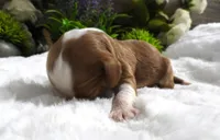 #1 Female (Piper's), a female Cavapoo for sale in Paris, KY – Photo 1 of 3