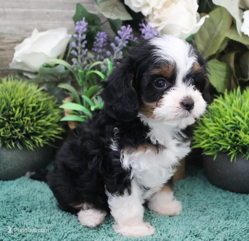 #2 Female (Zoey's) – Cavapoo puppy on hold in Paris, KY