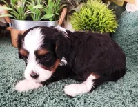 #2 Female (Zoey's), a female Cavapoo for sale in Paris, KY – Photo 3 of 4