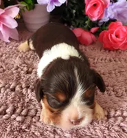 #4 Male (Lulu's), a male Cavalier King Charles Spaniel for sale in Paris, KY – 3 of 4