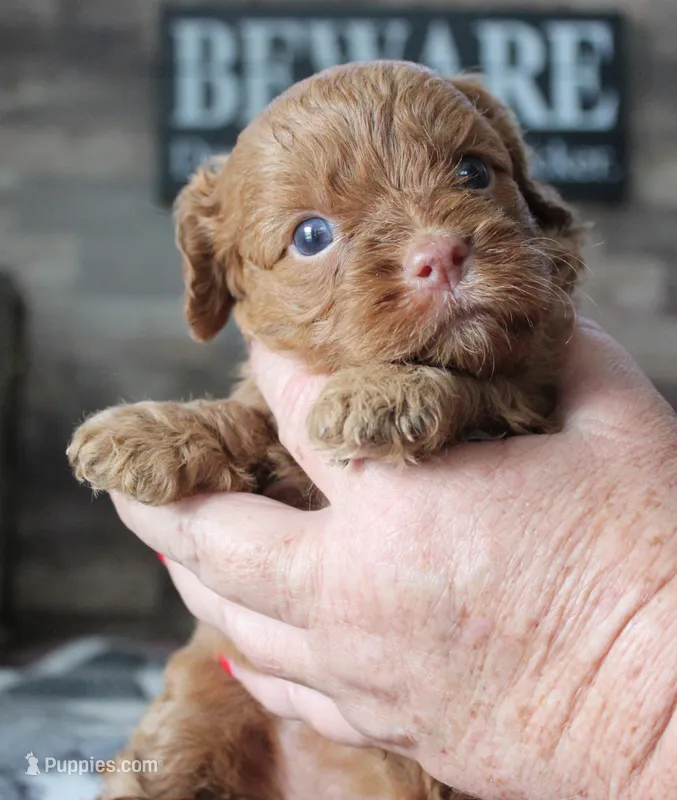 #2 Female (Tara) – Cavapoo puppy for sale in Paris, KY
