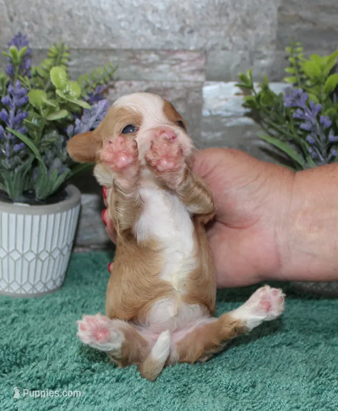 Patsys #4 Female – Cavapoo puppy for sale in Paris, KY