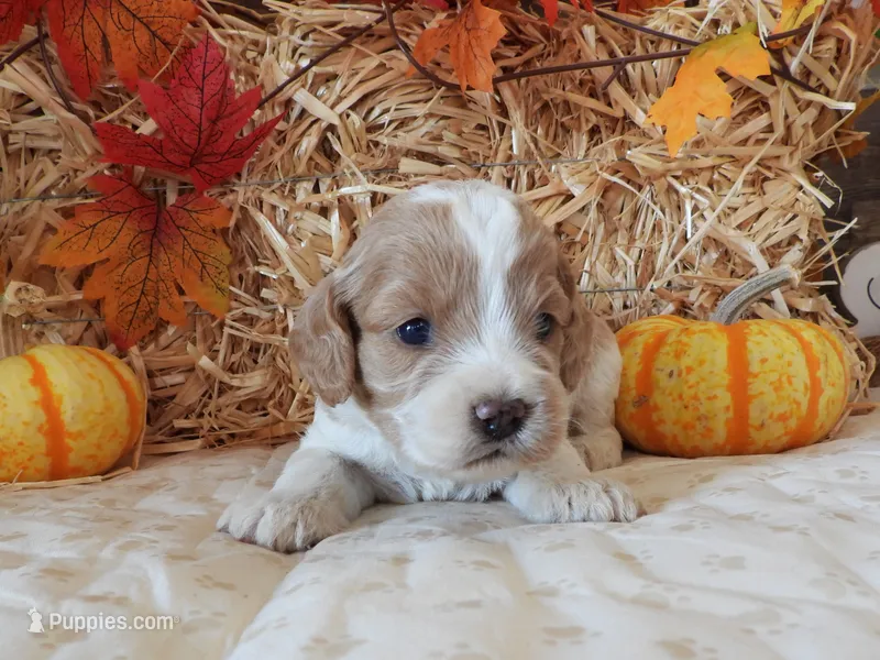 #3 Female (Leslie's) – Cockapoo puppy for sale in Paris, KY