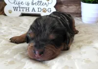 #5 Female (Barbie's), a female Cavapoo for sale in Paris, KY – 1 of 2