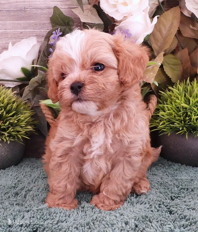 #4 Male (Ginger's) – Cavapoo puppy for sale in Paris, KY