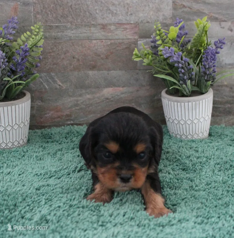 #5 Male (Ruby) – Cavalier King Charles Spaniel puppy for sale in Paris, KY