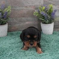 #5 Male (Ruby), a male Cavalier King Charles Spaniel for sale in Paris, KY – 6 of 9