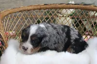 #3 Male (Evie's), a female Cavapoo for sale in Paris, KY – 2 of 4