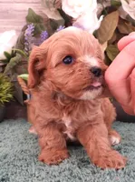 #3 Male (Ginger's), a male Cavapoo for sale in Paris, KY – 2 of 9