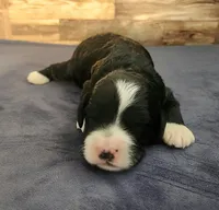 #1 Female (Leslie's), a female Cockapoo for sale in Paris, KY – 1 of 1