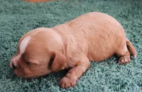 #4 Male (Ginger's), a male Cavapoo for sale in Paris, KY – 2 of 3