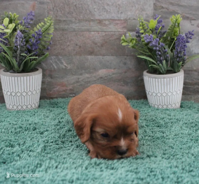 #2 Female (Ruby) – Cavalier King Charles Spaniel puppy for sale in Paris, KY