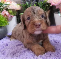 #2 Female (Dawn's), a female Cavapoo for sale in Paris, KY – 4 of 6