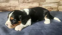 #1 Male (Lori's), a male Cavalier King Charles Spaniel for sale in Paris, KY – 3 of 4